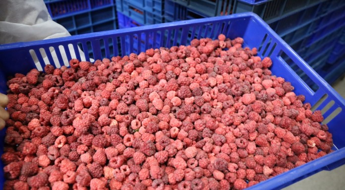 Niskie ceny skupu malin przemysłowych