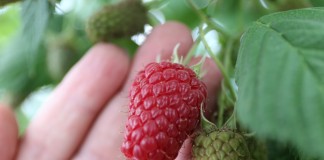 Wapń i krzem nie tylko dla odżywiania malin