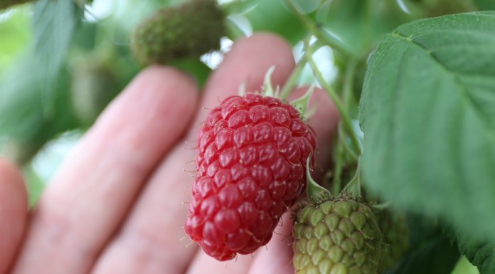 Wapń i krzem nie tylko dla odżywiania malin