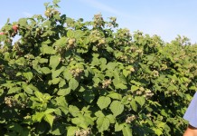 Uprawa malin uprawa malin