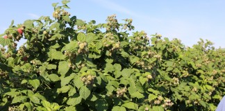 Uprawa malin uprawa malin