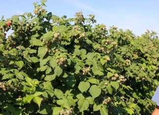 Uprawa malin uprawa malin