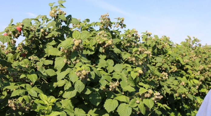 Uprawa malin uprawa malin