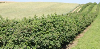 Metodyka Integrowanej Produkcji Malin – nowe wydanie uprawa malin na plantacji