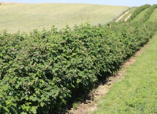 Metodyka Integrowanej Produkcji Malin – nowe wydanie uprawa malin na plantacji