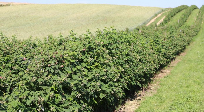 Metodyka Integrowanej Produkcji Malin – nowe wydanie uprawa malin na plantacji