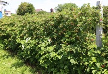 „Malinowy Czas” w Wojciechowie (cz. II)