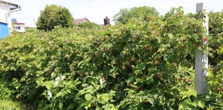 „Malinowy Czas” w Wojciechowie (cz. II)