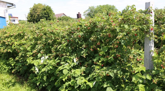 „Malinowy Czas” w Wojciechowie (cz. II)