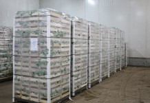 Sadzonki truskawek i ich nowa odmiana powtarzająca owocowanie