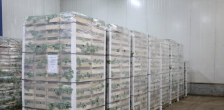 Sadzonki truskawek i ich nowa odmiana powtarzająca owocowanie