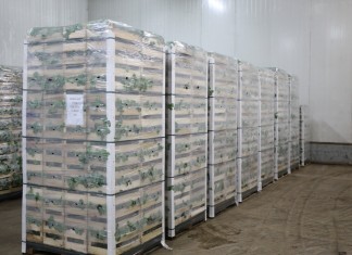 Sadzonki truskawek i ich nowa odmiana powtarzająca owocowanie