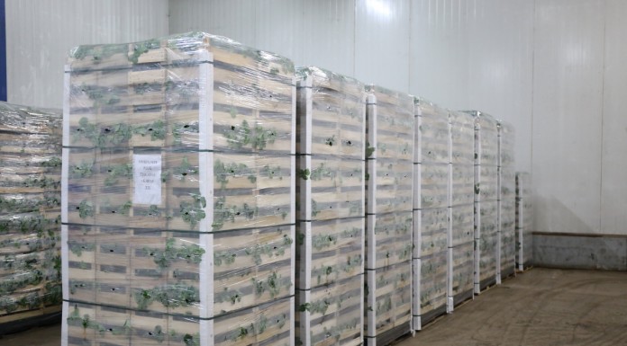 Sadzonki truskawek i ich nowa odmiana powtarzająca owocowanie