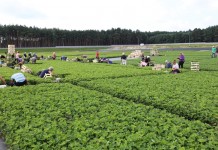 Sadzonki truskawek doniczkowane i frigo w makroskali