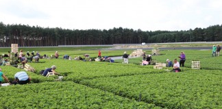 Sadzonki truskawek doniczkowane i frigo w makroskali