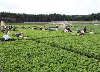 Sadzonki truskawek doniczkowane i frigo w makroskali