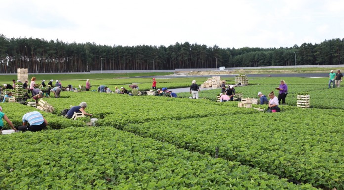 Sadzonki truskawek doniczkowane i frigo w makroskali