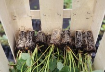 Sadzonki truskawek doniczkowane i frigo w makroskali