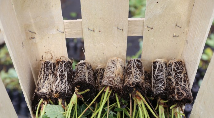 Sadzonki truskawek doniczkowane i frigo w makroskali