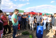 Kondycjonowanie sadzonek truskawki na LWGT