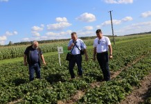 Nawożenie truskawek po zbiorze owoców