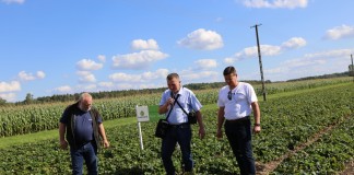 Nawożenie truskawek po zbiorze owoców