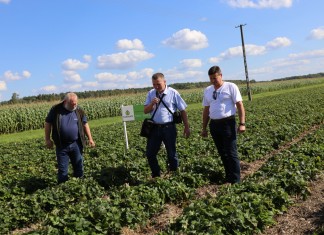 Nawożenie truskawek po zbiorze owoców