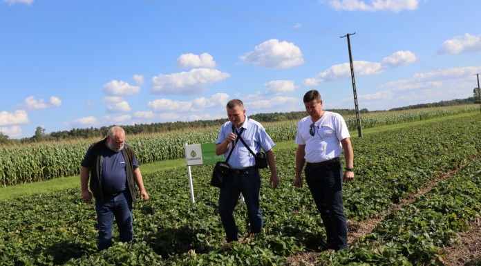 Nawożenie truskawek po zbiorze owoców