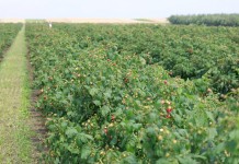 Turbulentne ceny jesiennych malin przemysłowych