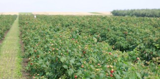 Turbulentne ceny jesiennych malin przemysłowych