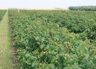 Fertygacja malin w uprawie polowej pod kontrolą