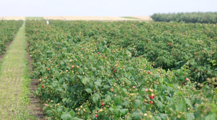 Turbulentne ceny jesiennych malin przemysłowych