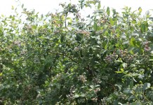 Fertygacji borówki – nowe możliwości