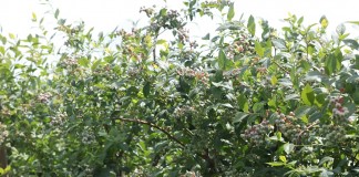 Fertygacji borówki – nowe możliwości