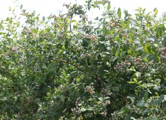 Fertygacji borówki – nowe możliwości