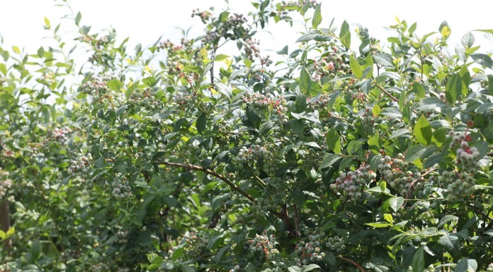 Fertygacji borówki – nowe możliwości