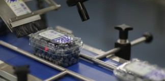 Borówkowy sezon 2016 okiem handlowca