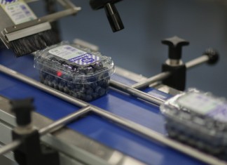 Borówkowy sezon 2016 okiem handlowca