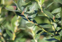 Zadbajmy o borówki po zbiorach