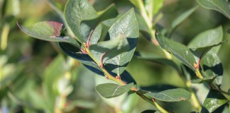 Zadbajmy o borówki po zbiorach