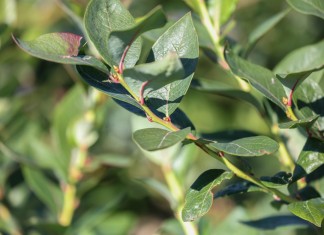 Zadbajmy o borówki po zbiorach