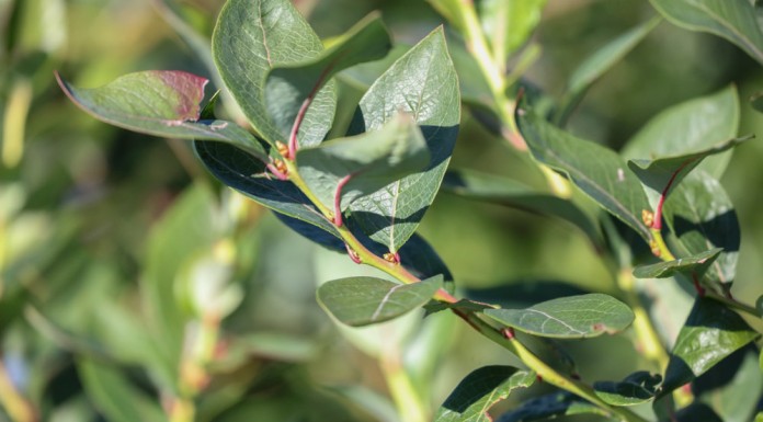 Zadbajmy o borówki po zbiorach