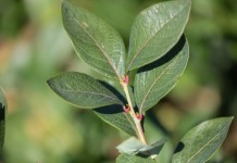 Przygotowanie roślin do zimy (cz. I)