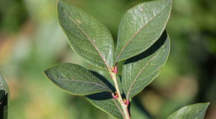 Przygotowanie roślin do zimy (cz. I)