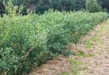 Argentyna inwestuje w borówki