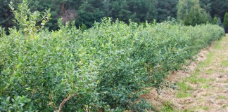 Argentyna inwestuje w borówki