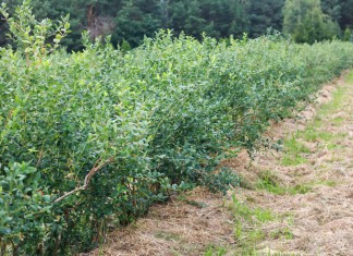 Argentyna inwestuje w borówki