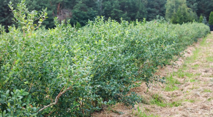 Argentyna inwestuje w borówki