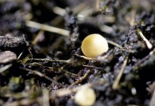 Nawozy z technologią kontrolowanego uwalniania azotu, potasu i fosforu