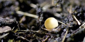 Nawozy z technologią kontrolowanego uwalniania azotu, potasu i fosforu